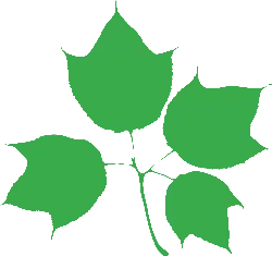 Maple Leaf - Transparent Layer PNG - green
