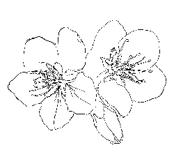 Plum Blossom - line drawing - white - Free Download PNG