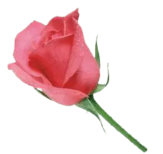 Rose - romance - Free Download PNG
