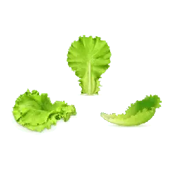Lettuce Leaf - Trending PNG