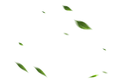 Green Leaves - leaves - Transparent Layer PNG