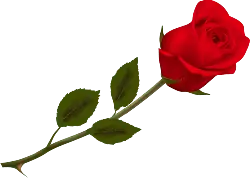 Red Rose - nature - Designer Recommended PNG