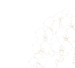 Orchid - line drawing - black background - High Resolution PNG