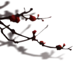 Plum Blossom - Free Download PNG - flower