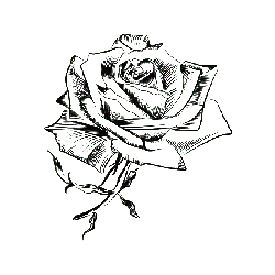 Rose - line drawing - black and white - PNG