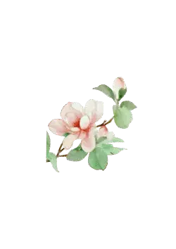 Peach Blossom - Transparent Background PNG - No Watermark PNG
