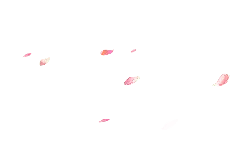 Pink Petals - falling - Highly Rated PNG