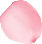 Pink Petal - plant - No Background PNG