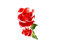 Red Rose - nature - Trending PNG