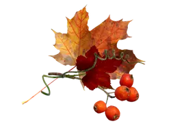 Maple Leaves and Hawthorn Berries - plant - No Background PNG