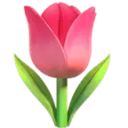 Tulip - Free Download PNG