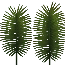 Cycas Leaf - Transparent Background PNG