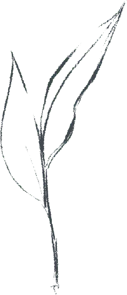 Leaf - growth - No Background PNG