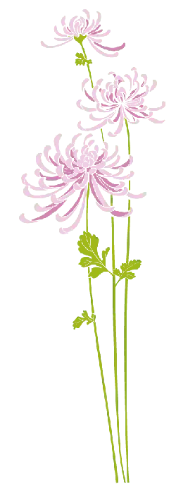 Chrysanthemum - plant - line drawing - PNG