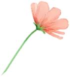 Red Flower - pink - beautiful - High Resolution PNG