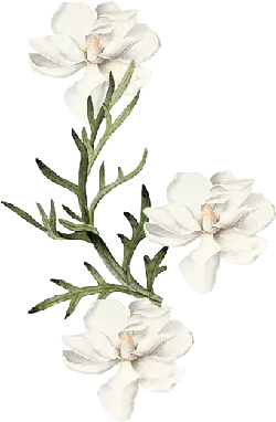 Magnolia denudata - Popular Download PNG
