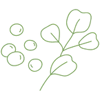 Green Plant Branch - line drawing - branch - No Watermark PNG