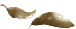 Leaf Spirits - nature - Free Download PNG