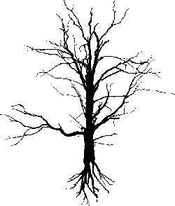 No Background PNG - nocturnal - Black Owl - Pic 4