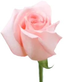 Pink Rose - Lossless PNG - High Quality PNG
