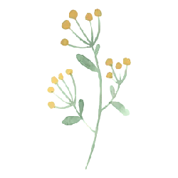 Yellow Flowering Branch - Trending PNG