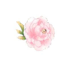 Pink Flower - Designer Recommended PNG - plant