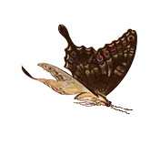 Papilio helenus - flying - Free Download PNG
