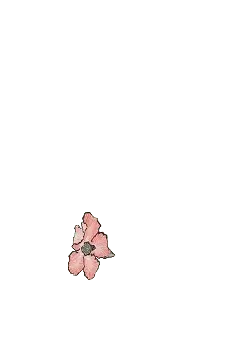 Pink Flower - Free PNG - plant
