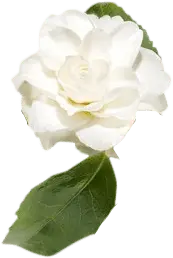 White Rose - white - No Background PNG