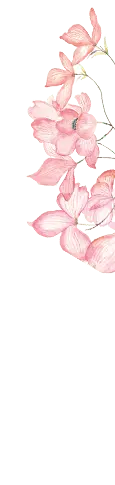 Pink Flowers - pink - art - PNG Images