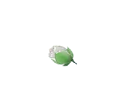 White Rose - rose - Popular Download PNG