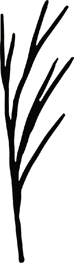 Dead Tree - outline - branches - High Resolution PNG