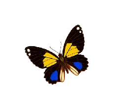 Doxocopa leuconeura - insect - Transparent Background PNG