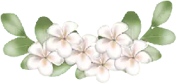 Frangipani - green - No Watermark PNG