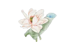 Lotus Flower - Highly Rated PNG - nature