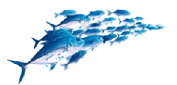Blue Fish School - marine life - Transparent Background PNG