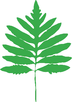 Fern Leaf - leaf - Designer's Pick PNG