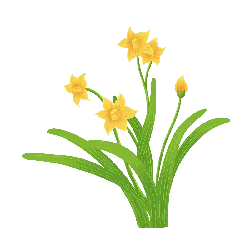 Narcissus - yellow - No Watermark PNG