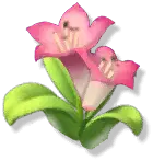 Pink Flower - High Resolution PNG - Free PNG