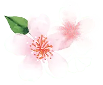 Cherry Blossom - PNG - beautiful - Pic 3