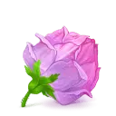 Pink Flower - beautiful - Highly Rated PNG