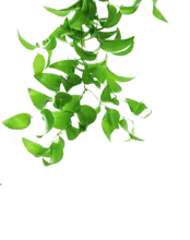 Green Leaves - growth - Free for Commercial Use PNG