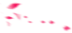 Pink Petals - flower - Recommended PNG