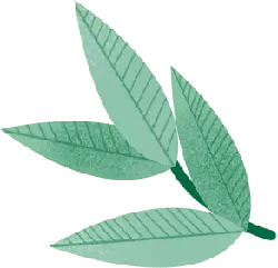 Leaves - Recommended PNG