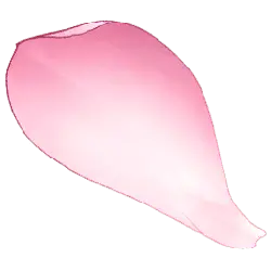 Shell - pink - High Resolution PNG