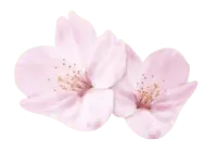 spring - Popular Download PNG - Cherry Blossom - Pic 1