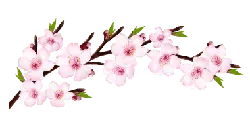beautiful - Designer Recommended PNG - Cherry Blossom - Pic 2