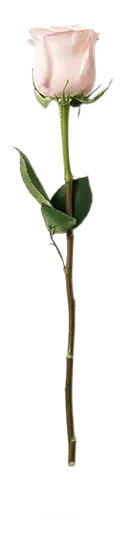 beautiful - No Background PNG - Pink Rose