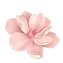 Pink Flower - High Quality PNG - plant