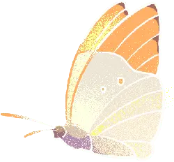 Orange-and-white Butterfly - pattern - Lossless PNG